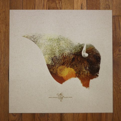 MWwildlifeBuffalo